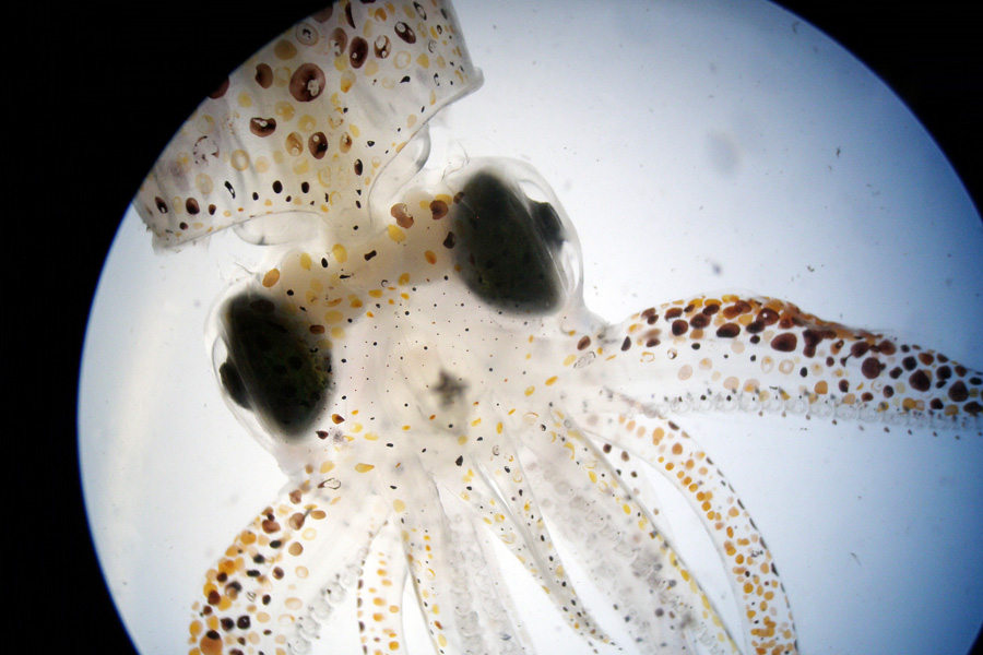 The first-place winner for 2013 is Master’s student Brendan Turley, for his photograph of a juvenile squid (Lolliguncula brevis).